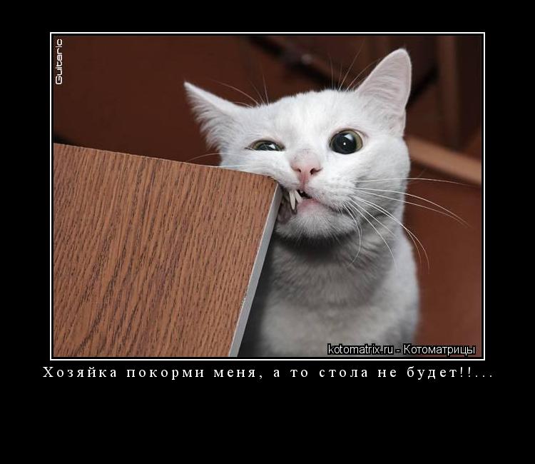 Котоматрица: Хозяйка покорми меня, а то стола не будет!!... 