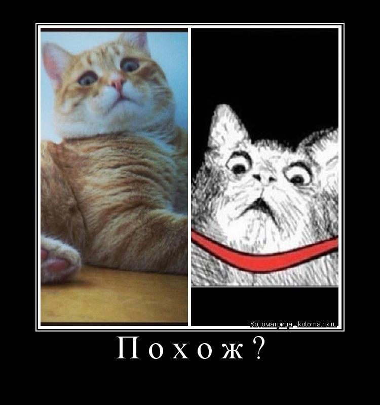 Котоматрица: Похож? 