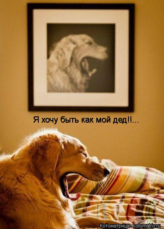 Котоматрица: Я хочу быть как мой дед!!... Я хочу быть как мой дед!!... Я хочу быть как мой дед!!...