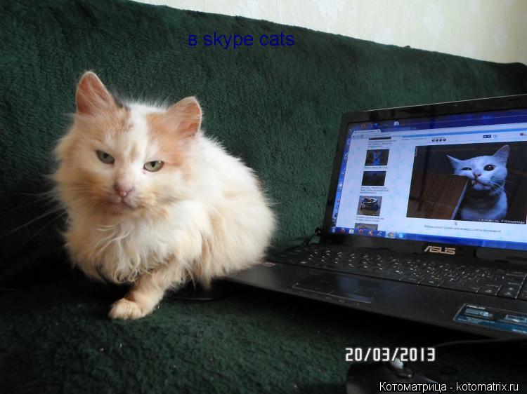 Котоматрица: в skype cats