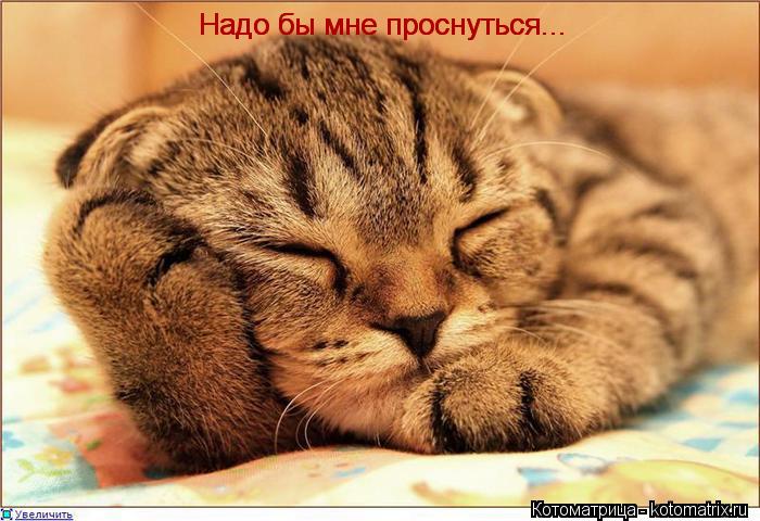 Котоматрица: Надо бы мне проснуться... Надо бы мне проснуться... Надо бы мне проснуться...
