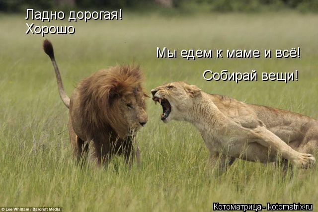 Котоматрица: Мы едем к маме и всё! Собирай вещи! Ладно дорогая! Хорошо