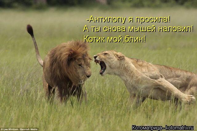 Котоматрица: -Антилопу я просила! А ты снова мышей наловил! Котик мой,блин!