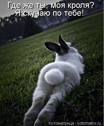 Котоматрица: Где же ты, моя кроля? Я скучаю по тебе!