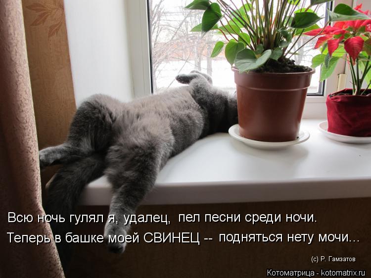 Котоматрица: Всю ночь гулял я, удалец, пел песни среди ночи. Теперь в башке моей СВИНЕЦ -- подняться нету мочи... (с) Р. Гамзатов