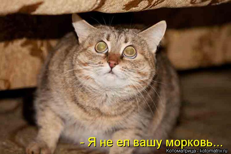 Котоматрица: - Я не ел вашу морковь...