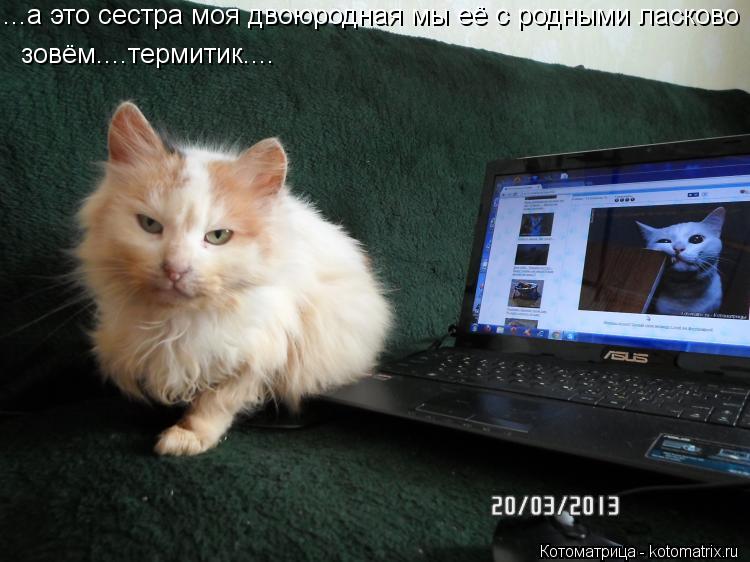 Котоматрица: ...а это сестра моя двоюродная мы её с родными ласково  зовём....термитик....