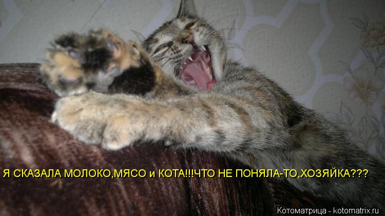 Котоматрица: Я СКАЗАЛА МОЛОКО,МЯСО и КОТА!!!ЧТО НЕ ПОНЯЛА-ТО,ХОЗЯЙКА???