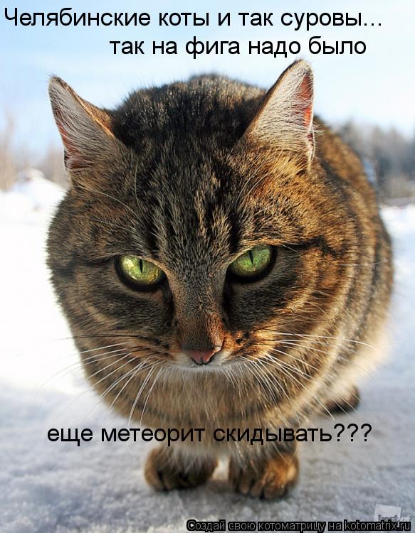 Котоматрица: Челябинские коты и так суровы... так на фига надо было еще метеорит скидывать???