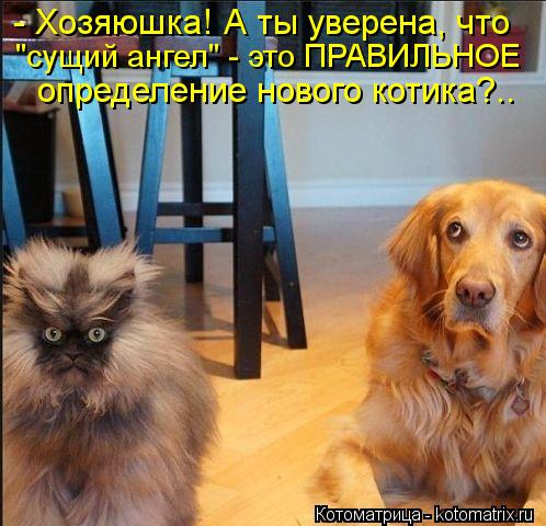 - Хозяюшка! А ты уверена, что "сущий ангел" - это ПРАВИЛЬНОЕ определение нового котика?..... Котоматрица: - Хозяюшка! А ты уверена, что "сущий ангел" - это ПРАВИЛЬНОЕ определение нового котика?..