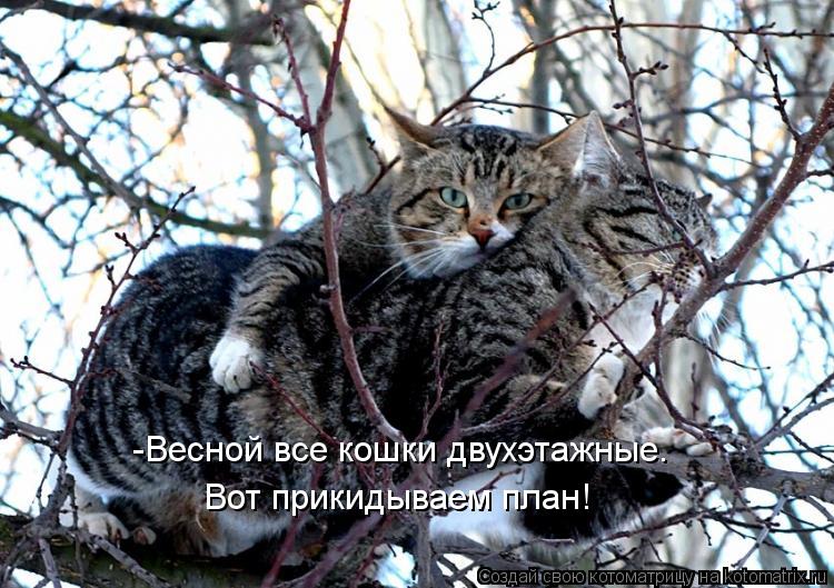 Котоматрица: -Весной все кошки двухэтажные.  Вот прикидываем план!