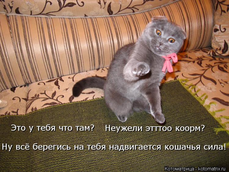 Котоматрица: Это у тебя что там?  Неужели этттоо коорм? Ну всё берегись на тебя надвигается кошачья сила!