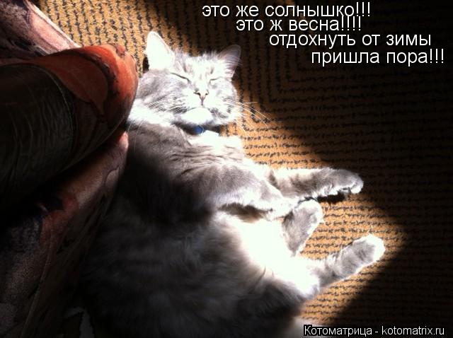 Котоматрица: это же солнышко!!!  это ж весна!!!! отдохнуть от зимы пришла пора!!!