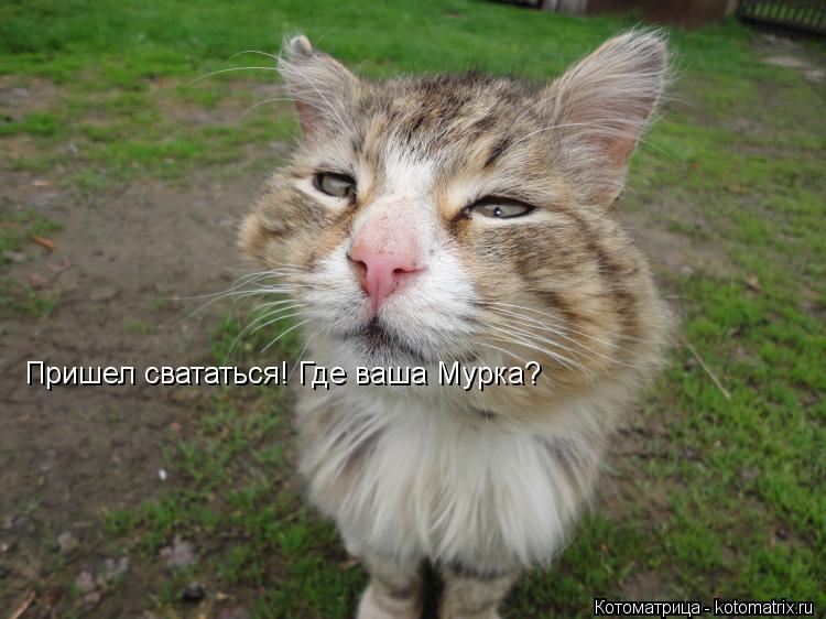 Котоматрица: Пришел свататься! Где ваша Мурка?