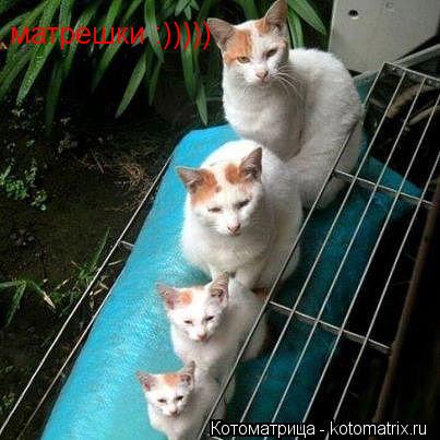 Котоматрица: матрешки :)))))