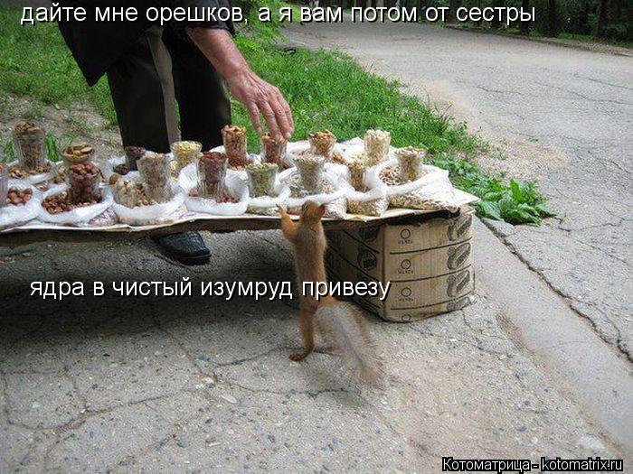 Котоматрица: дайте мне орешков, а я вам потом от сестры ядра в чистый изумруд привезу