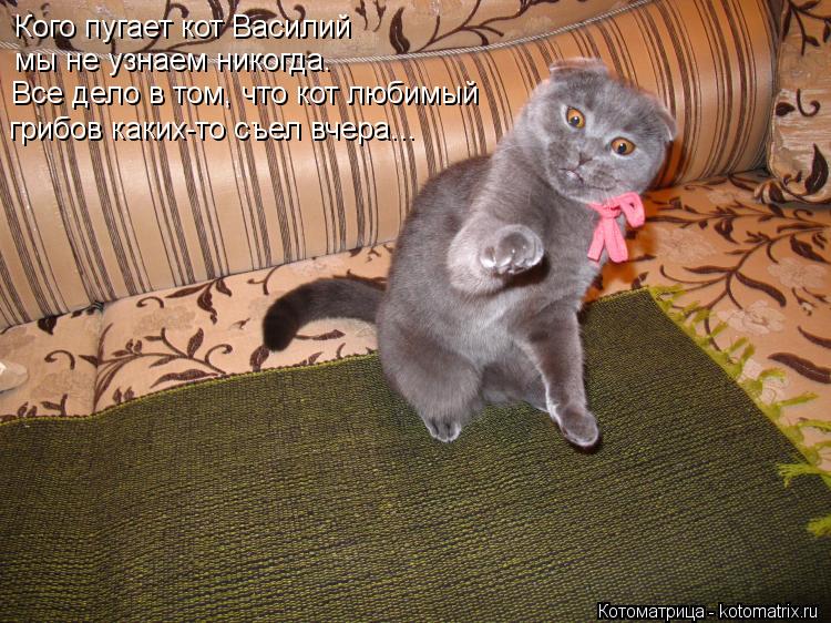 Котоматрица: Кого пугает кот Василий мы не узнаем никогда. Все дело в том, что кот любимый грибов каких-то съел вчера...