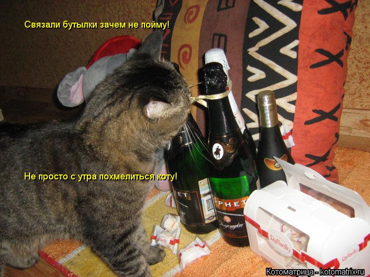 Котоматрица: Связали бутылки зачем не пойму! Не просто с утра похмелиться коту!