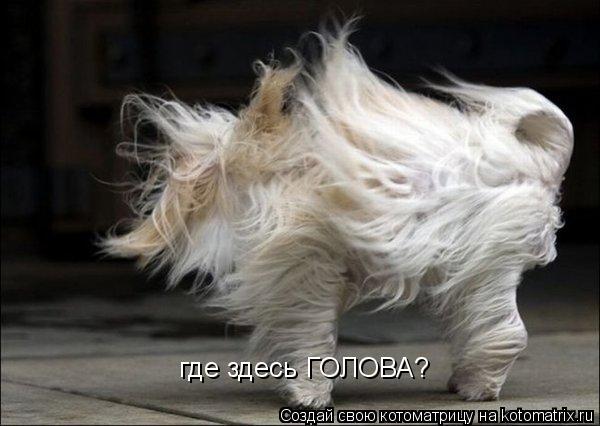 Котоматрица: где здесь ГОЛОВА?
