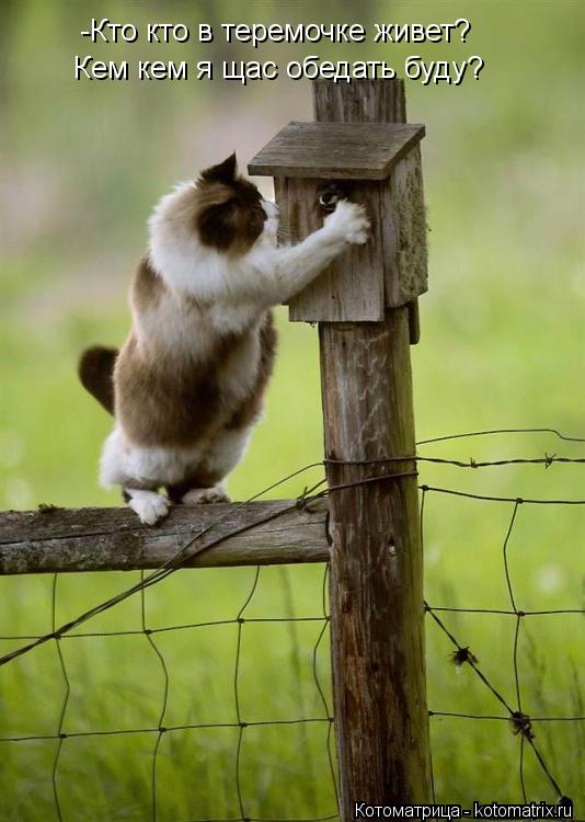 Котоматрица: -Кто кто в теремочке живет? Кем кем я щас обедать буду?
