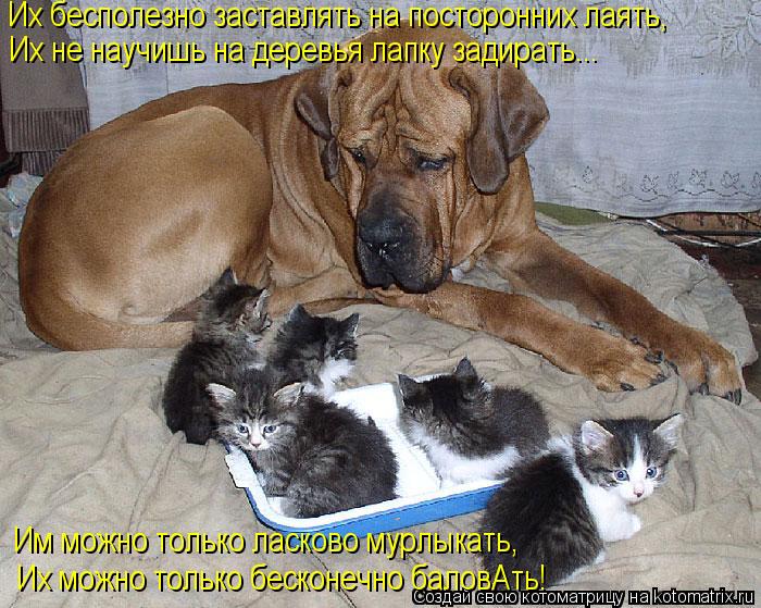 Котоматрица: Их бесполезно заставлять на посторонних лаять, Их не научишь на деревья лапку задирать... Их можно только бесконечно баловАть! Им можно толь