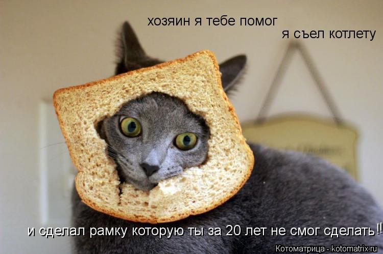 Котоматрица: хозяин я тебе помог я съел котлету и сделал рамку которую ты за 20 лет не смог сделать ! !