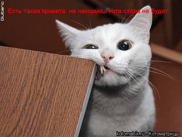 Котоматрица: Есть такая примета: не накормиш кота стола не будет