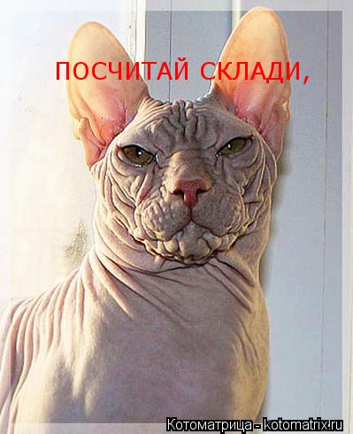 Котоматрица: ПОСЧИТАЙ СКЛАДИ,