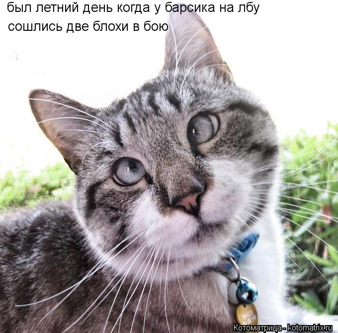 Котоматрица: был летний день когда у барсика на лбу сошлись две блохи в бою