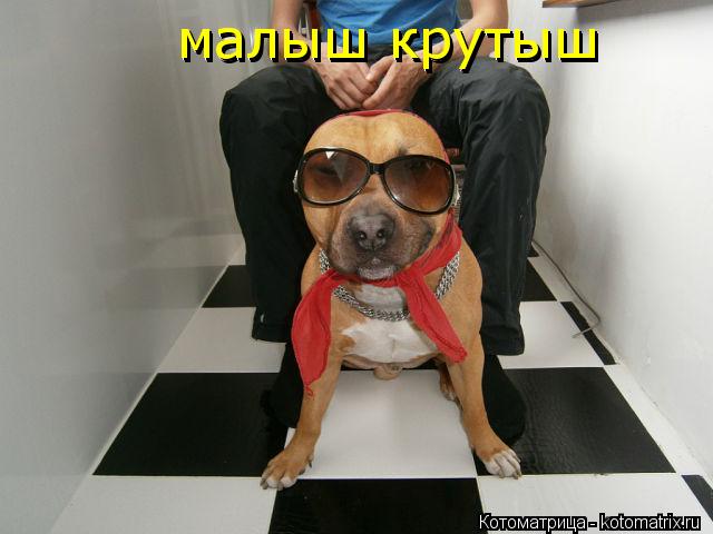 Котоматрица: малыш крутыш малыш крутыш
