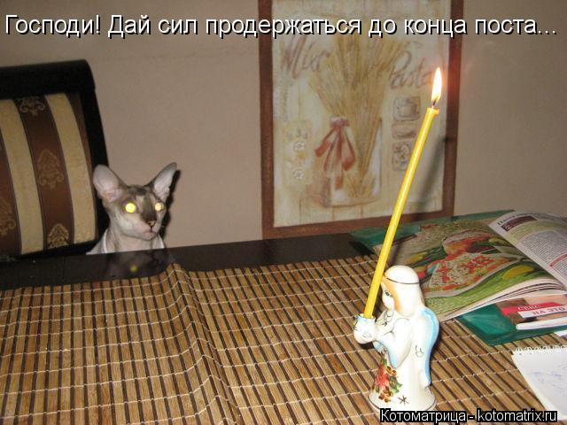 Котоматрица: Господи! Дай сил продержаться до конца поста...