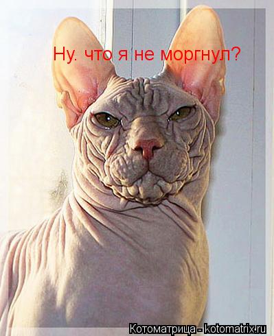 Котоматрица: Ну. что я не моргнул?