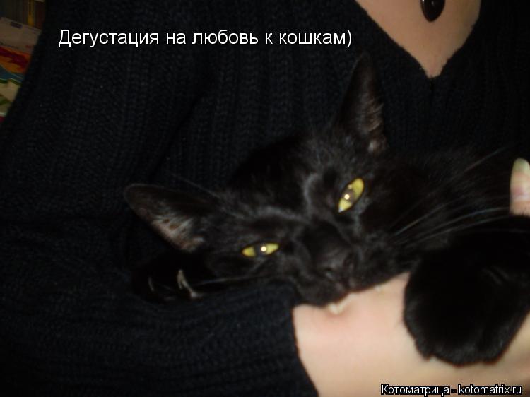 Котоматрица: Дегустация на любовь к кошкам)