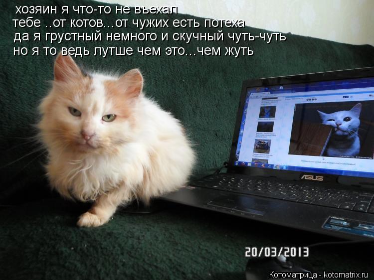 Котоматрица: хозяин я что-то не въехал тебе ..от котов...от чужих есть потеха да я грустный немного и скучный чуть-чуть но я то ведь лутше чем это...чем жуть