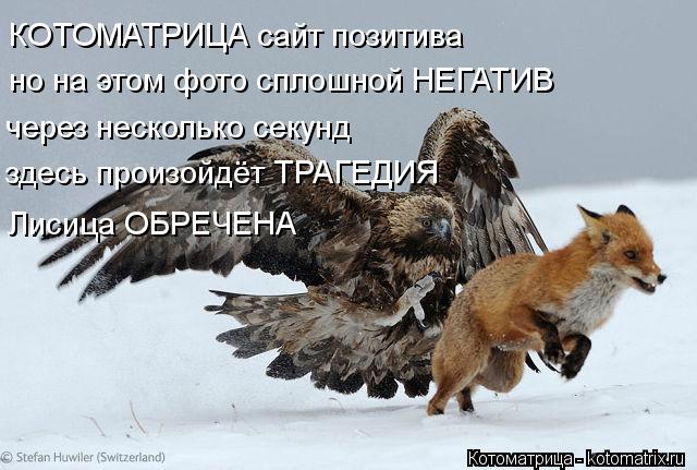 Котоматрица: КОТОМАТРИЦА сайт позитива но на этом фото сплошной НЕГАТИВ через несколько секунд здесь произойдёт ТРАГЕДИЯ Лисица ОБРЕЧЕНА