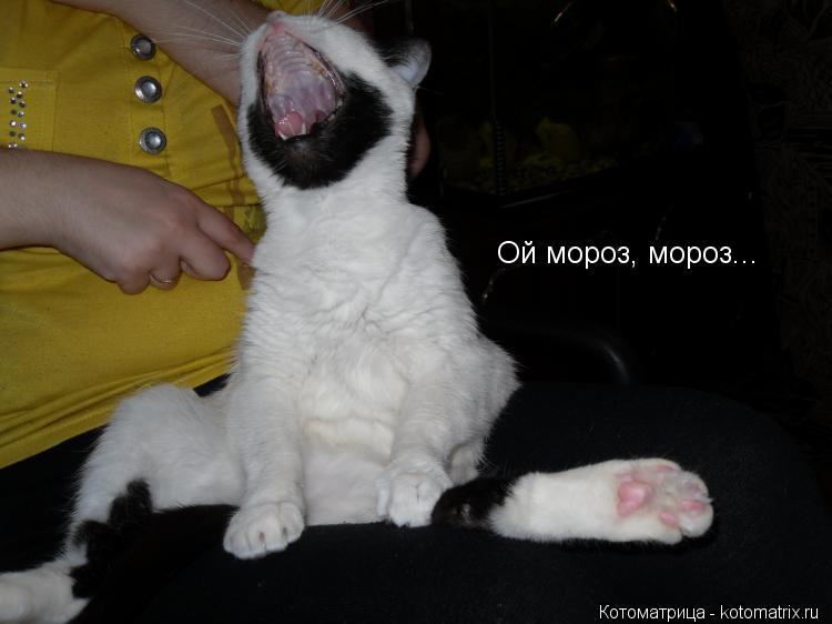 Котоматрица: Ой мороз, мороз...