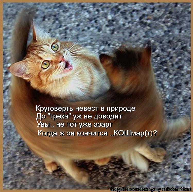 Котоматрица: Круговерть невест в природе До "греха" уж не доводит Увы.. не тот уже азарт Когда ж он кончится ..КОШмар(т)?