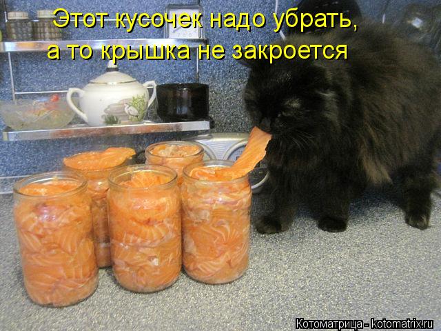 Котоматрица: Этот кусочек надо убрать, а то крышка не закроется