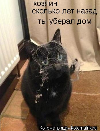 Котоматрица: хозяин   ты уберал дом сколько лет назад
