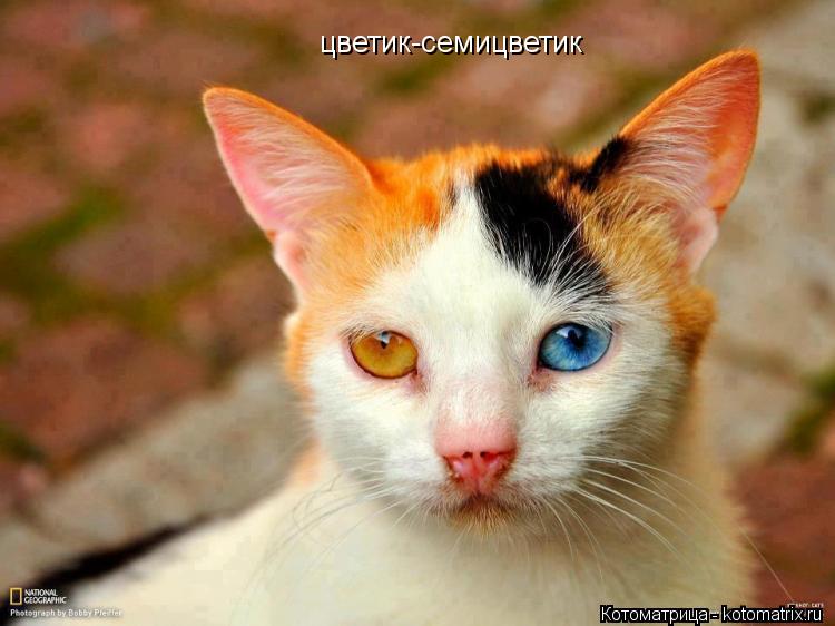 Котоматрица: цветик-семицветик