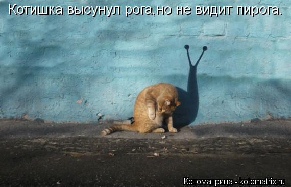 Котоматрица: Котишка высунул рога,но не видит пирога.