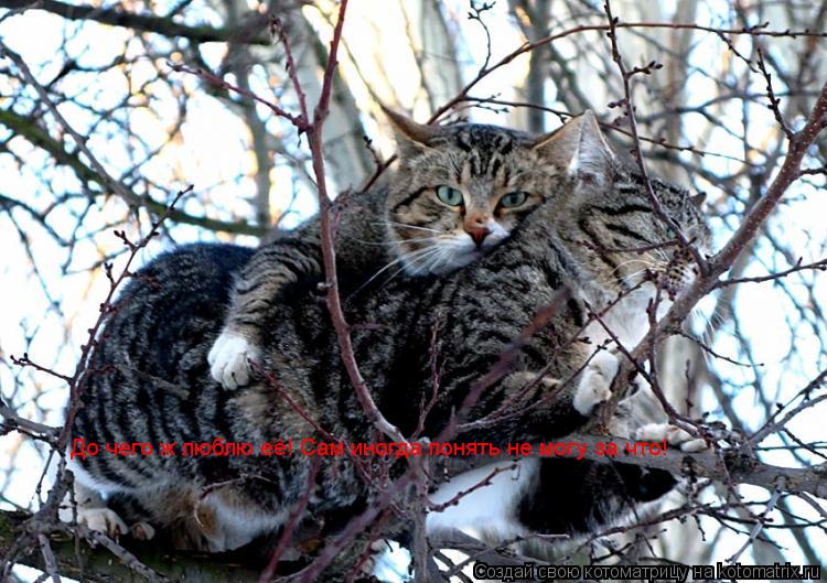 Котоматрица: До чего ж люблю её! Сам иногда понять не могу за что!