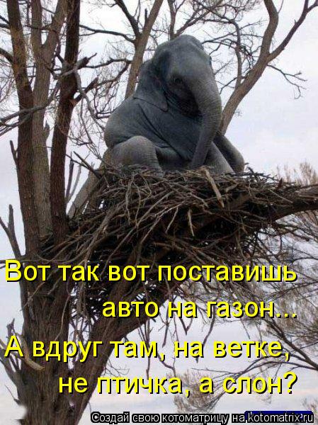Вот так вот поставишь авто на газон... А вдруг там, на ветке, не птичка, а слон?... Котоматрица: Вот так вот поставишь авто на газон... А вдруг там, на ветке, не птичка, а слон?