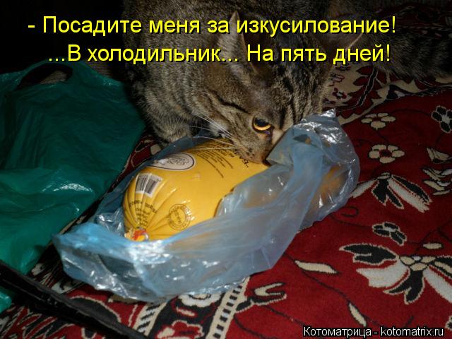 - Посадите меня за изкусилование! ...В холодильник... На пять дней!... Котоматрица: - Посадите меня за изкусилование! ...В холодильник... На пять дней!