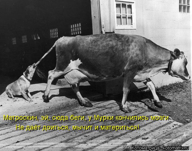 Котоматрица: Матроскин, эй, сюда беги, у Мурки кончились мозги  Не даёт доиться, мычит и материться!