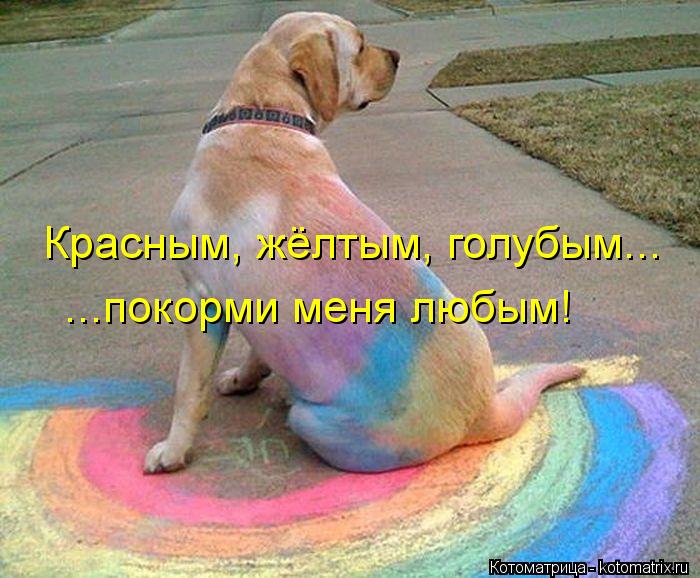 Красным, жёлтым, голубым... ...покорми меня любым!... Котоматрица: Красным, жёлтым, голубым... ...покорми меня любым!
