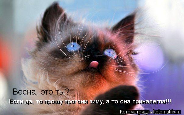 Котоматрица: Весна, это ты?  Если да, то прошу прогони зиму, а то она приналегла!!!
