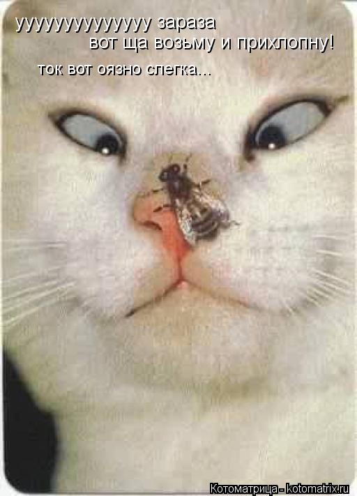 Котоматрица: уууууууууууууу зараза вот ща возьму и прихлопну! ток вот оязно слегка...