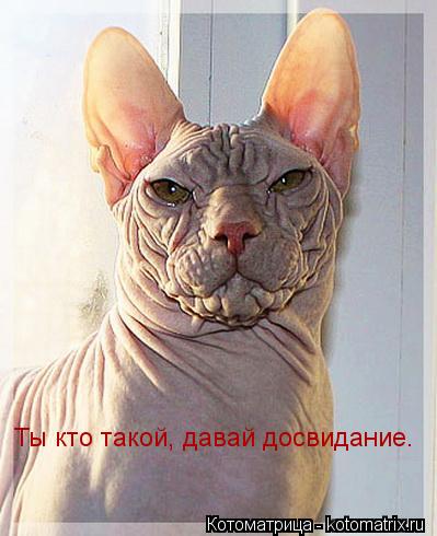 Котоматрица: Ты кто такой, давай досвидание.