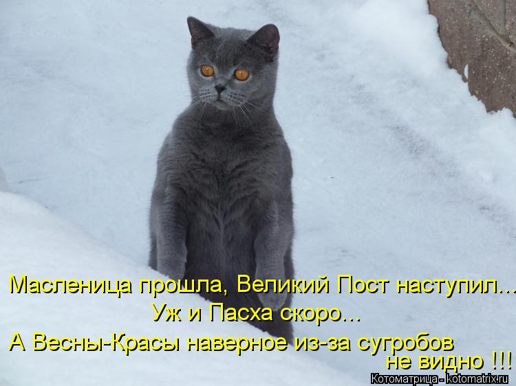 Котоматрица: Масленица прошла, Великий Пост наступил... Уж и Пасха скоро... не видно !!! А Весны-Красы наверное из-за сугробов